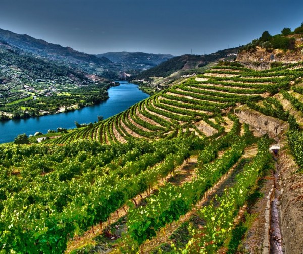 O VINHO DO PORTO E O “DECRETO DE SÃO JOÃO BAPTISTA